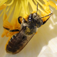 Megachilinae