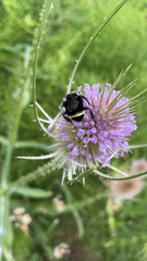 Bombus vosnesenskii