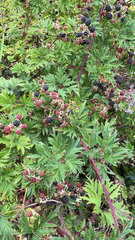 Rubus laciniatus