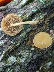 Simocybe