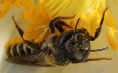 Megachilinae
