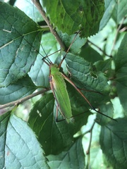 Shirakisotima japonica