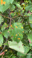 Crataegus mollis