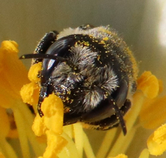 Megachilinae