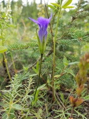 Gentianopsis detonsa