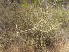 Adolphia californica