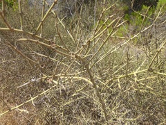 Adolphia californica