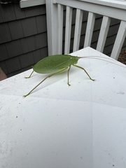 Pterophylla camellifolia