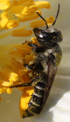 Megachilinae