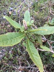 Phytolacca octandra