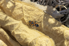 Lygaeus kalmii