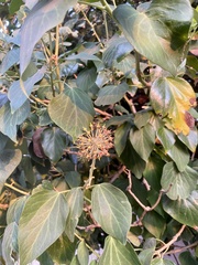 Hedera canariensis