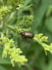 Microrhopala vittata