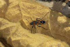 Lygaeus kalmii