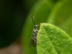 Symphyta