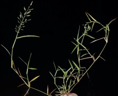 Eragrostis hypnoides