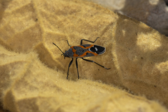 Lygaeus kalmii