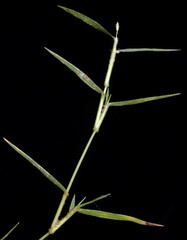 Eragrostis hypnoides