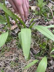 Allium tricoccum