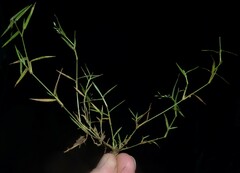 Eragrostis hypnoides