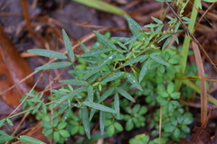 Lespedeza virginica