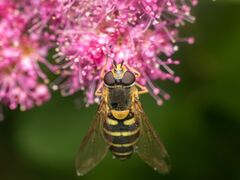 Syrphus torvus
