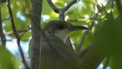 Coccyzus erythropthalmus
