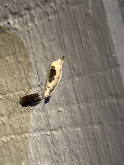 Ponometia erastrioides