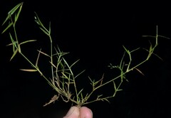 Eragrostis hypnoides