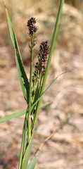 Sorghum