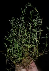 Eragrostis hypnoides