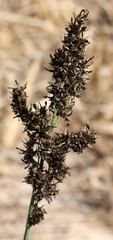 Sorghum