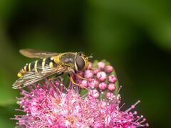 Syrphus torvus