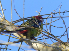 Platycercus eximius