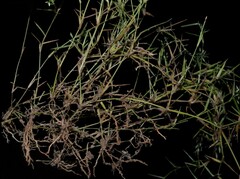 Eragrostis hypnoides