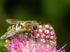 Syrphus torvus