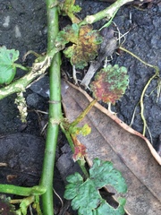 Synchytrium australe