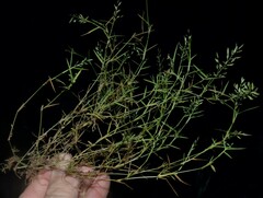 Eragrostis hypnoides