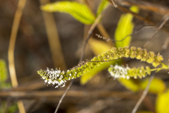 Mentha