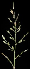 Eragrostis hypnoides