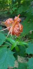 Lilium