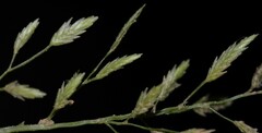 Eragrostis hypnoides