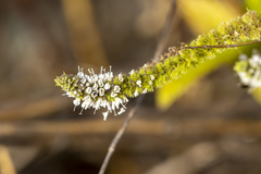 Mentha