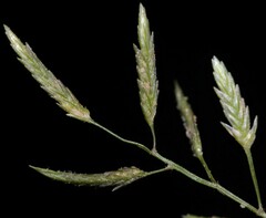 Eragrostis hypnoides