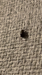 Chrysomelidae