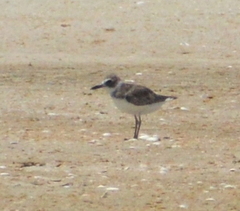 Charadrius wilsonia
