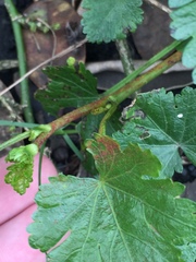 Synchytrium australe