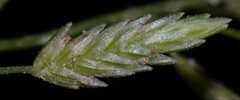Eragrostis hypnoides