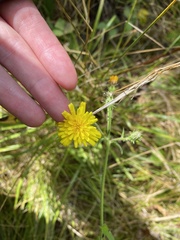 Picris hieracioides