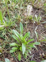 Plantago eriopoda